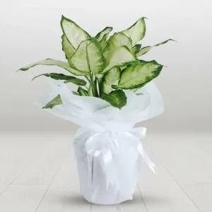 DİEFFENBECHİA-SK08