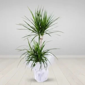 DRACENA MARGİNATA-SK03