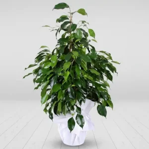 FİCUS BENJAMİN-SK07