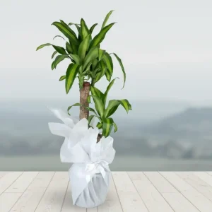 İKİLİ DRACENA MASSENGENA-SK02