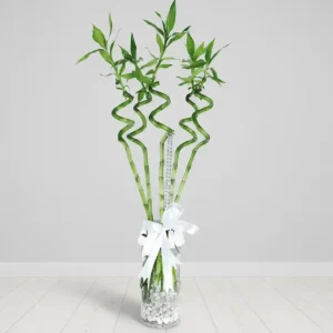 NAPOLİ VAZO ŞANS BAMBU-SC04