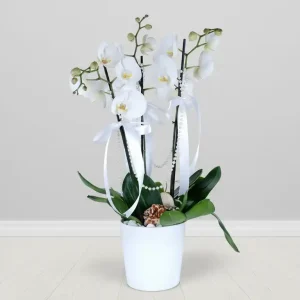 PHALAENOPSİS BEYAZ ORKİDE-OK02