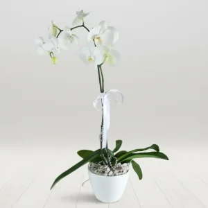 PHALAENOPSİS ORKİDE-OK03