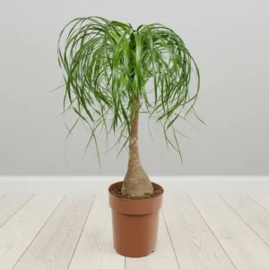 SAKSI ÇİÇEĞİ-SK10