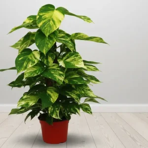 SAKSI ÇİÇEĞİ-SK11