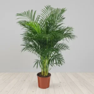 SAKSI ÇİÇEĞİ-SK13