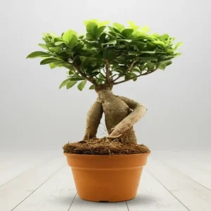 SAKSI ÇİÇEĞİ-SK17