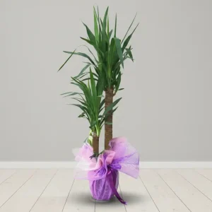 SAKSI ÇİÇEĞİ YUKKA-SK14