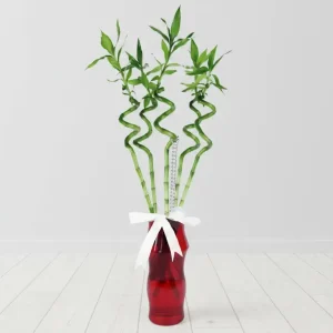 NAPOLİ VAZODA ŞANS BAMBU-SC01