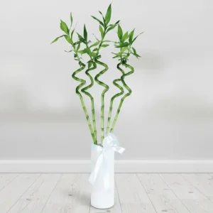 VENEDİK VAZODA ŞANS BAMBULARI-SC02