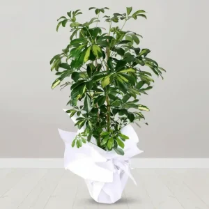 SCHEFFLERA-SK09