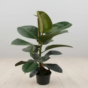 SAKSI ÇİÇEĞİ-SK12