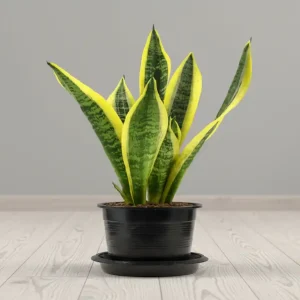 SAKSI ÇİÇEĞİ-SK16