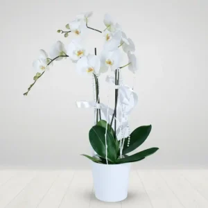 VAZODA PHALAENOPSİS BEYAZ ORKİDE-OK01